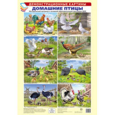 _ДемонстрКартины(Сфера) Комплект плакатов Домашние птицы Метод.материал (Цветкова Т.В.) (А3|8плакатов)