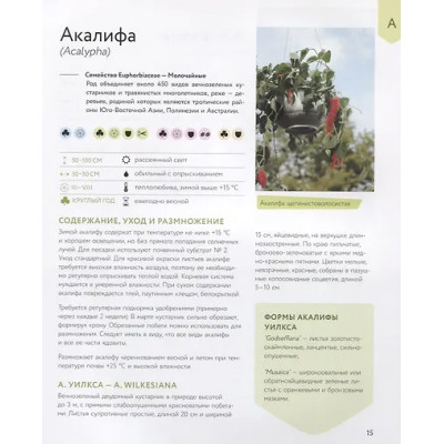 Березкина Ирина Валентиновна: Зеленый оазис. Комнатные растения от А до Я